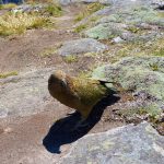 Picture from New Zealand - Kea